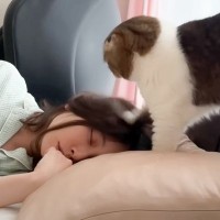 『猫を飼ったら朝5時半に…』ママに見せた容赦なさすぎる行動が笑えると29万6000再生「なんて幸せな朝ｗ」「本音が漏れてて笑った」