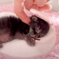 赤ちゃん猫を『ミルクの時間』に起こしたら…『寝起きの様子』が尊すぎると33万8000再生「健やかに育って」「生命力を感じる」の声