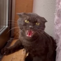 『保護するのに2ヶ月』警戒心の強すぎる黒猫が家にきて１週間…先輩猫が見せた優しい姿に涙する人続出「素敵な仲間」「幸せになろうね」