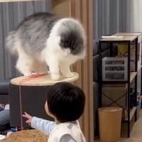 猫じゃらしをそーっと取ろうとした弟…まさかの速度で反応してくる猫に"大爆笑"47万再生「教育的指導ｗ」「どっちもかわいいｗ」の声