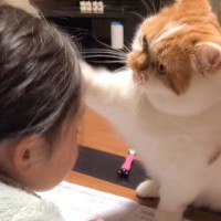 猫と娘の1年を『1分にまとめた』結果…2人の関係性が素敵すぎると537万再生「ココロ洗われた」「最強のコンビ」と反響続々