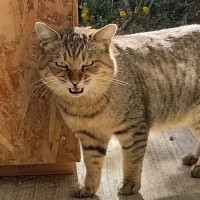 『庭に住み着いた野良猫』と仲良くなった結果…1年間の変化が感動的すぎると9万9000再生「天からの贈り物」「運命だった」