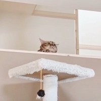 猫がキャットウォークで遊ぶところを撮っていたら…『思わぬハプニング』が可愛すぎると17万再生「吹いた」「決定的瞬間を見た」の声