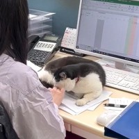 新入社員に堂々と『パワハラ』…可愛すぎる猫上司の様子が299万再生の大反響「部下を舐めるｗ」「平和的解決で素晴らしい」の声