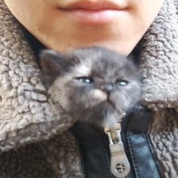 赤ちゃん猫を保護して2ヶ月が経過したら…『成長した様子』が可愛すぎると反響続々「大人の色になったね」「大きな愛情に涙」