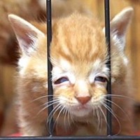 子猫がサークルから脱走しようとした結果…まさかすぎる『顔』に爆笑の声「破壊力ｗｗ」「つい声でた」と8万3000再生