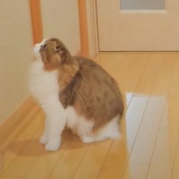 『ママに甘えるのが大好きな猫』作業中に扉を閉められたら…寂しさ全開の行動に涙がでると14万再生「切なすぎる」「全俺は号泣した」