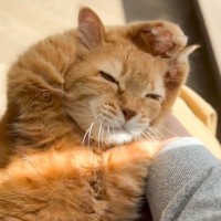 猫が一生懸命『毛づくろい』していたら…ワケがわからなくなってしまった様子に爆笑「何度も見たｗ」「ニャンちゅうｗ」と47万再生