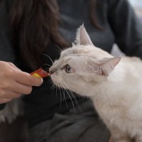 猫のしつけに役立つ『陽性強化法』“ほめて伸ばす”がカギになる正しい取り入れ方