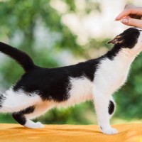 愛猫を『社交的に育てたい！』心がけるべき3つのこと　成猫の人馴れ訓練は無理のない範囲で