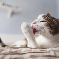 愛猫が『今の暮らしに満足している』4つのサイン　ゴロゴロ、のんびり…満ち足りた猫の姿とは