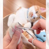 猫の足裏の毛をカットしていたら…『まさかの表情』に驚きが隠せないと29万8000再生「嫌がる子多いよね」「大物なるにゃん」の声