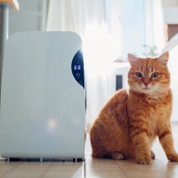 猫のいる部屋に『空気清浄機』は必要？使うメリットや選び方、使用する際の注意点を解説