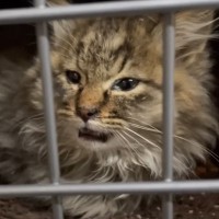 『ガリガリの長毛子猫』お世話した結果…まさかの『ライオンすぎる姿』が120万再生「想像以上にライオン」「幸せになって」の声