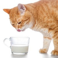 猫が口にしても安全な『飲み物』4選　水以外のものを与えていいのはどんなとき？