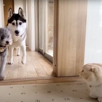 子猫が『ハスキー犬たち』を驚かせようとした結果…完全に想定外な展開が面白すぎると62万再生「吹いたw」「何度見ても可愛い」の声