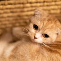 今はダメ！『猫に近づいちゃいけないとき』5選　うっかり近寄ると怒られるかも？