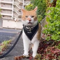 『くっさぁ…』猫がにおいを嗅ぎ回った結果…繰り返される『くさ顔』に思わず吹き出すと4万1000再生「面白すぎるｗ」「良い顔ｗ」