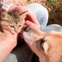 柴犬と散歩中に『出会った子猫』保護したら…50日間の変化が感動的すぎると35万8000再生「森の神様に感謝」「愛情が激しいｗ」