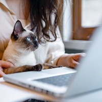 中国の猫愛好家も「猫吸い」に夢中？猫との暮らしに惜しみなく愛とお金を捧げる若者たち