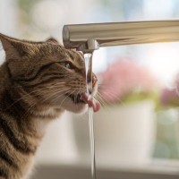 猫はなぜ『蛇口から出るお水』が好きなの？2つのワケ　流水好きの猫を満足させるお水の与え方も