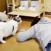 猫は大好きなお父さんが突然倒れたら…？『予想の斜め上を行く光景』が面白すぎると12万2000再生「プルプルｗｗ」「100点満点」