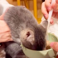 『自力で立ち上がれず、箱に捨てられた子猫』保護して2ヶ月…たくましすぎる『食べっぷり』が10万再生「生きる力に感動」「元気もらえた」