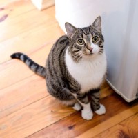 愛猫のことを『健気だなぁ』と感じる行動4選　思わずグッとくる猫たちの一途な態度とは？