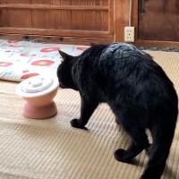 『ご飯を盗み食いしようとした黒猫』に話しかけたら…可愛すぎる反応が46万4000再生「やべっ…がたまらん」「目泳いでる感じがｗ」