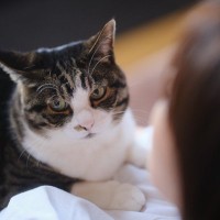 猫と本気で仲良くなりたいなら…『愛される接し方』4選　猫モテする人はここが違う！