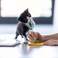 猫が『かじりたがって困るもの』6選　コードや鉛筆…なんでそんなに噛みたがるの？