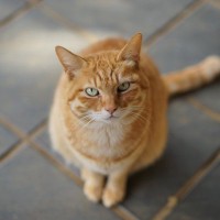 愛猫に何か気に入らないことが？猫があなたに『クレームを入れている』サイン5選