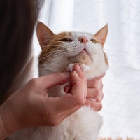 猫のあごに『黒いツブツブ』は病気のサイン？やっかいな「あごニキビ」への対処法