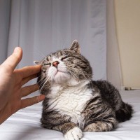 愛猫を『ご長寿猫』にするための秘訣4選　1日でも長く一緒にいるために気をつけるべきこととは