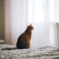 猫が『寂しい…』と感じているときの行動6選　心を癒やしてあげるためにしたいことも