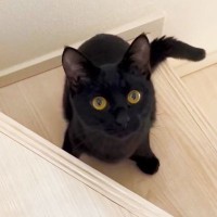 『ママー、どこー？』飼い主を探す猫を見守ったら…『おしゃべり上手の黒猫』が317万回再生の反響「ちゃんと喋ってるｗ」「魔女宅の？！」