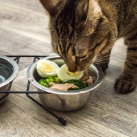 猫の『免疫力をアップさせる食材』5選　与える際に気をつけるべきポイントは？