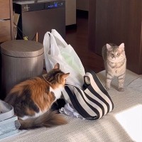 お姉ちゃん猫が弟猫に『待ち伏せドッキリ』をしかけた結果…『芸人顔負け』のリアクションに爆笑の声「遊びの天才ｗ」「幸せですねｗｗ」