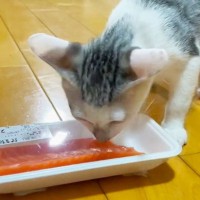 元野良猫が生まれて初めて『サーモン』を食べた結果…まさかの『食べっぷり』が3.4万回再生「さすが野良出身ｗ」「変な動作かわいすぎｗ」