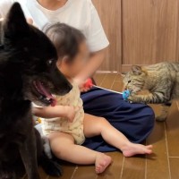 猫と赤ちゃんがおもちゃの取り合いをしていたら…まさかの『成長』が感動的すぎると22万7000再生「ほっこり」「優しさで溢れてる」