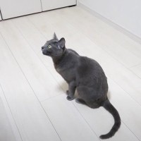 何かを訴えてくる猫に『ついて行ってみた』結果…思わぬ展開が可愛すぎると37万9000再生「かしこい」「大事なことだった」