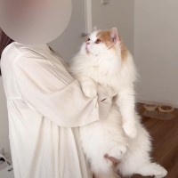 猫が『ウィッグを被った飼い主』を見た結果…まさかのリアクションが面白すぎると13万再生「目線逸らしたｗ」「顔は同じなのに」の声