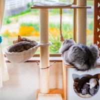 愛猫を『完全室内飼育』にすべき4つの理由　お家の中だけでも幸せに暮らすコツも