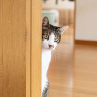 猫が『心を開いていない』と感じたら…考えられる4つの理由　心の溝を埋めるには