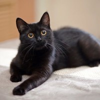 猫が『これだけは絶対に譲れない』と思っている4つのこと　猫なりにこだわりがある！