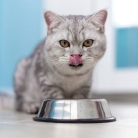 愛猫が『食いしん坊』なら気をつけたいこと4つ　食欲を抑えるにはどうすれば？