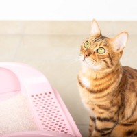 再発しやすい厄介な『猫の膀胱炎』症状や原因、予防法を徹底解説