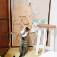 猫が押入れの"ふすま"に『ワルさ』して…絶望の『リフォーム完了』に大爆笑！6.7万再生「この工事現場楽しそうｗ」「反省会ですねｗｗ」