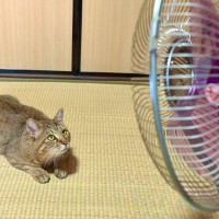 元野良猫に初めて『扇風機』を使ってみた瞬間…『可愛すぎる反応』が19万6000再生「幸せな生活を物語ってる」「めっちゃ好き」