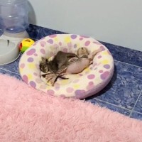 『ちょっと目を離した隙に子猫をサボってました…』まさかの寝姿が406万再生「お腹可愛すぎｗ」「見事な食い倒れｗｗ」と爆笑の声